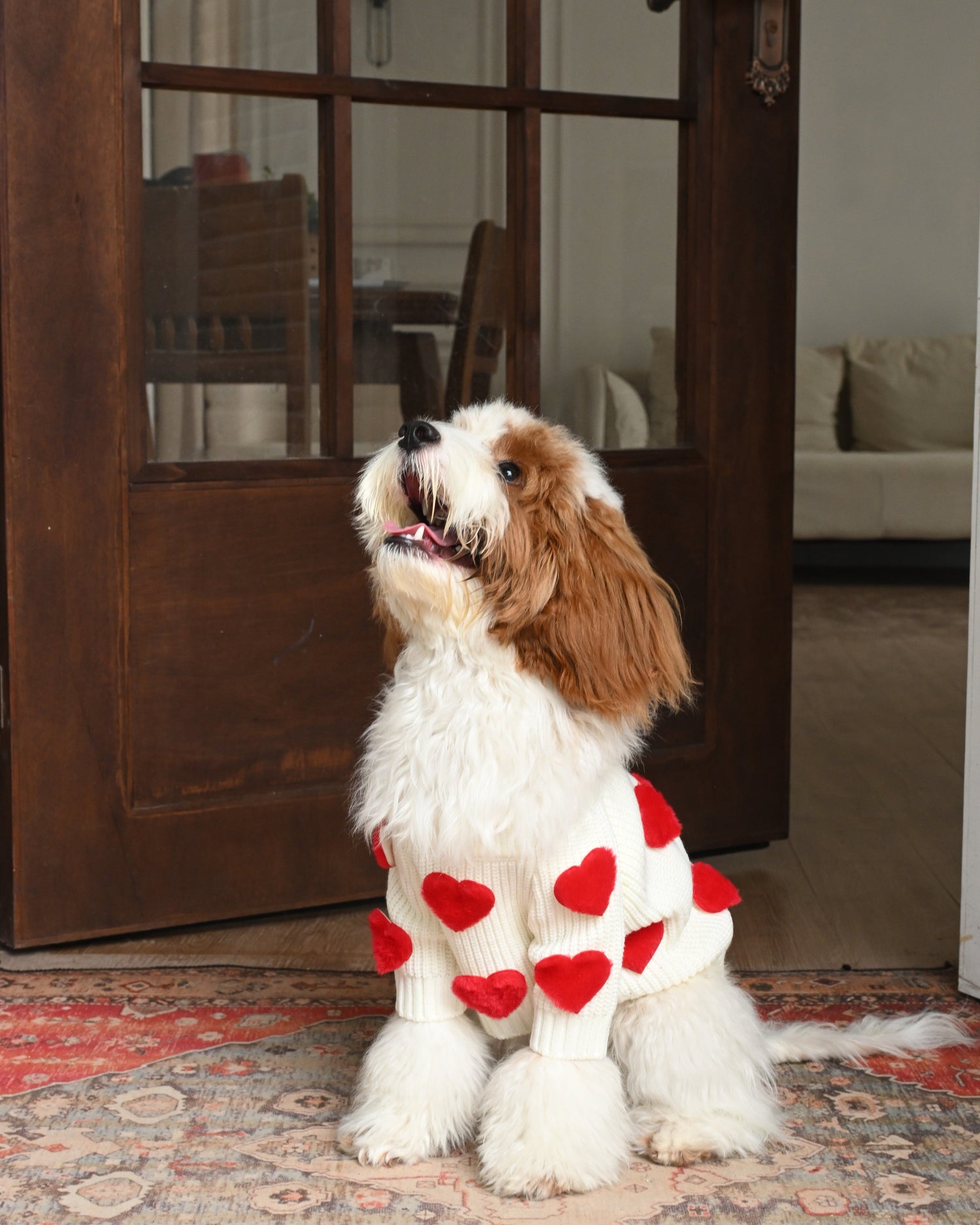 From Park to Couch: The Best Pet Hoodies for Every Occasion