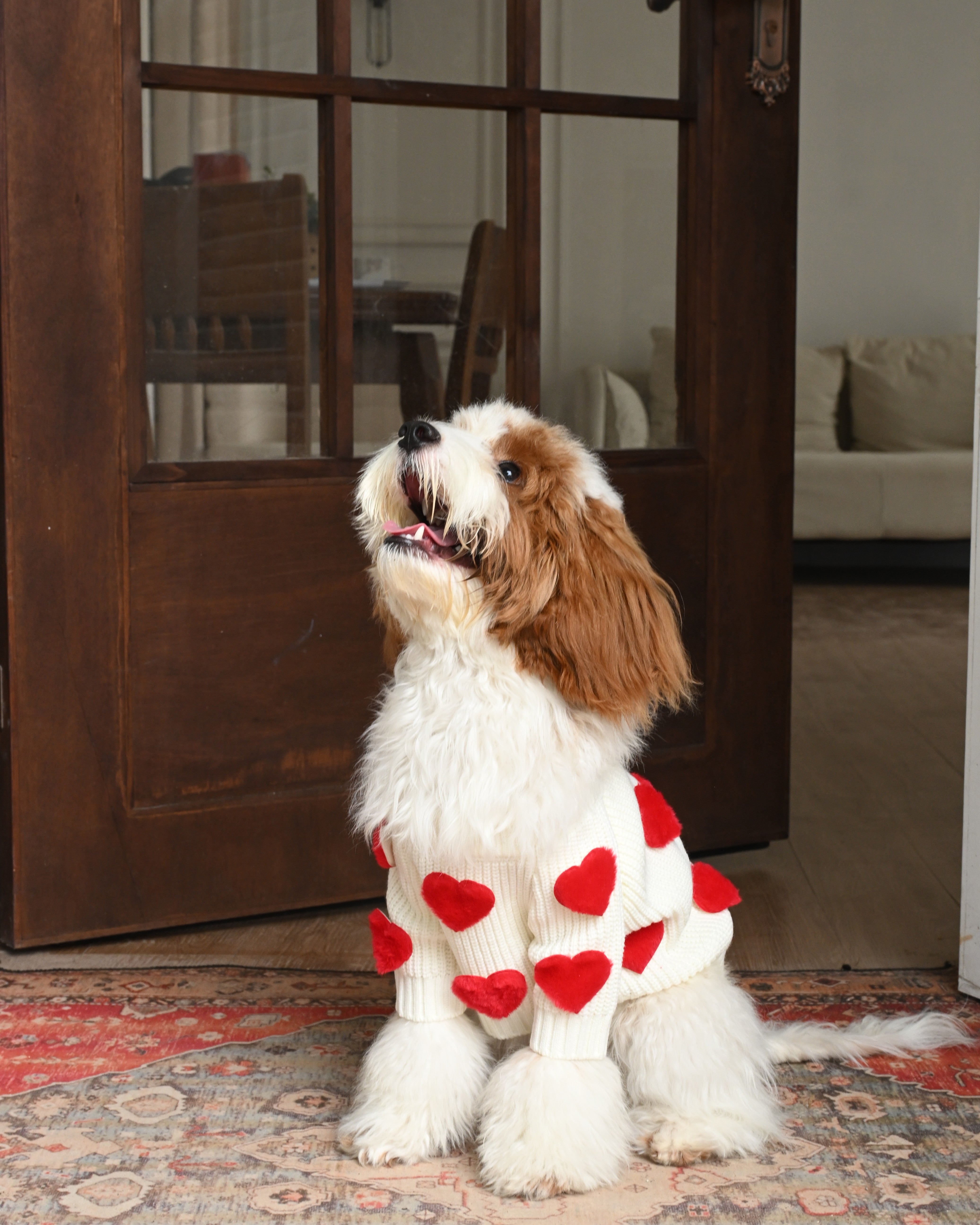 From Park to Couch: The Best Pet Hoodies for Every Occasion